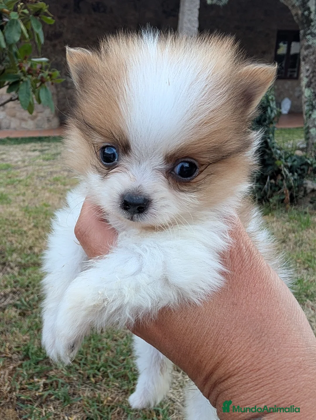 Pomerania perros en venta: Pomerania cariñosa - Anuncio 5