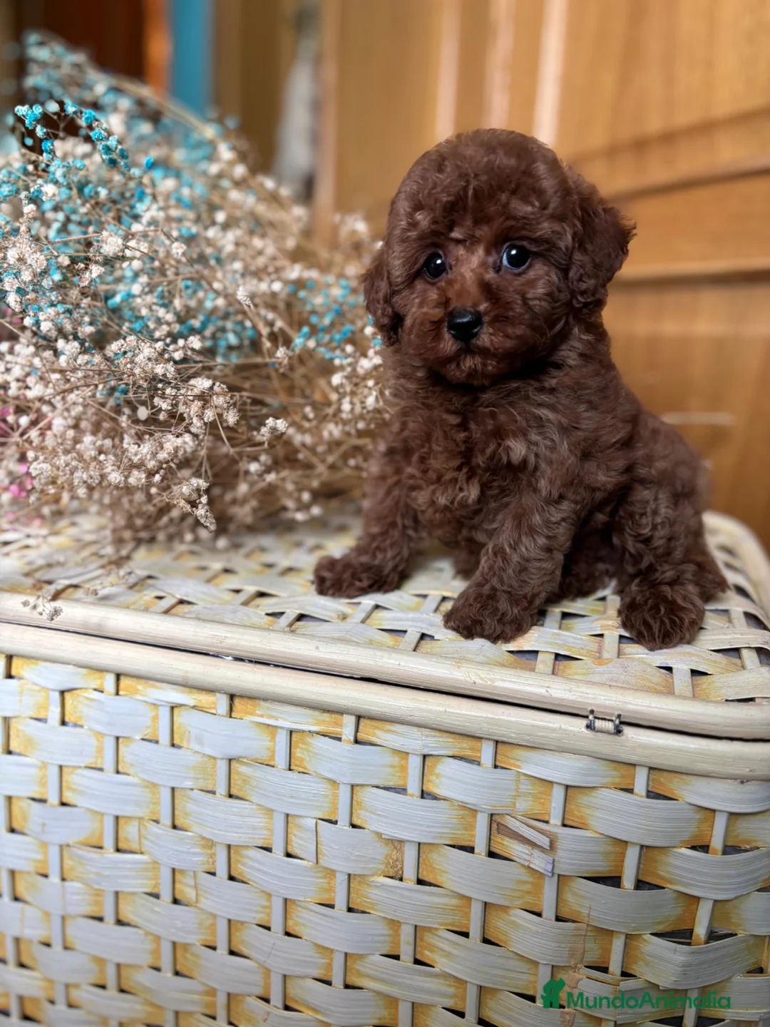 Caniche Toy perros en venta: Caniche Toy excelentes ejemplares!!! - Anuncio 1