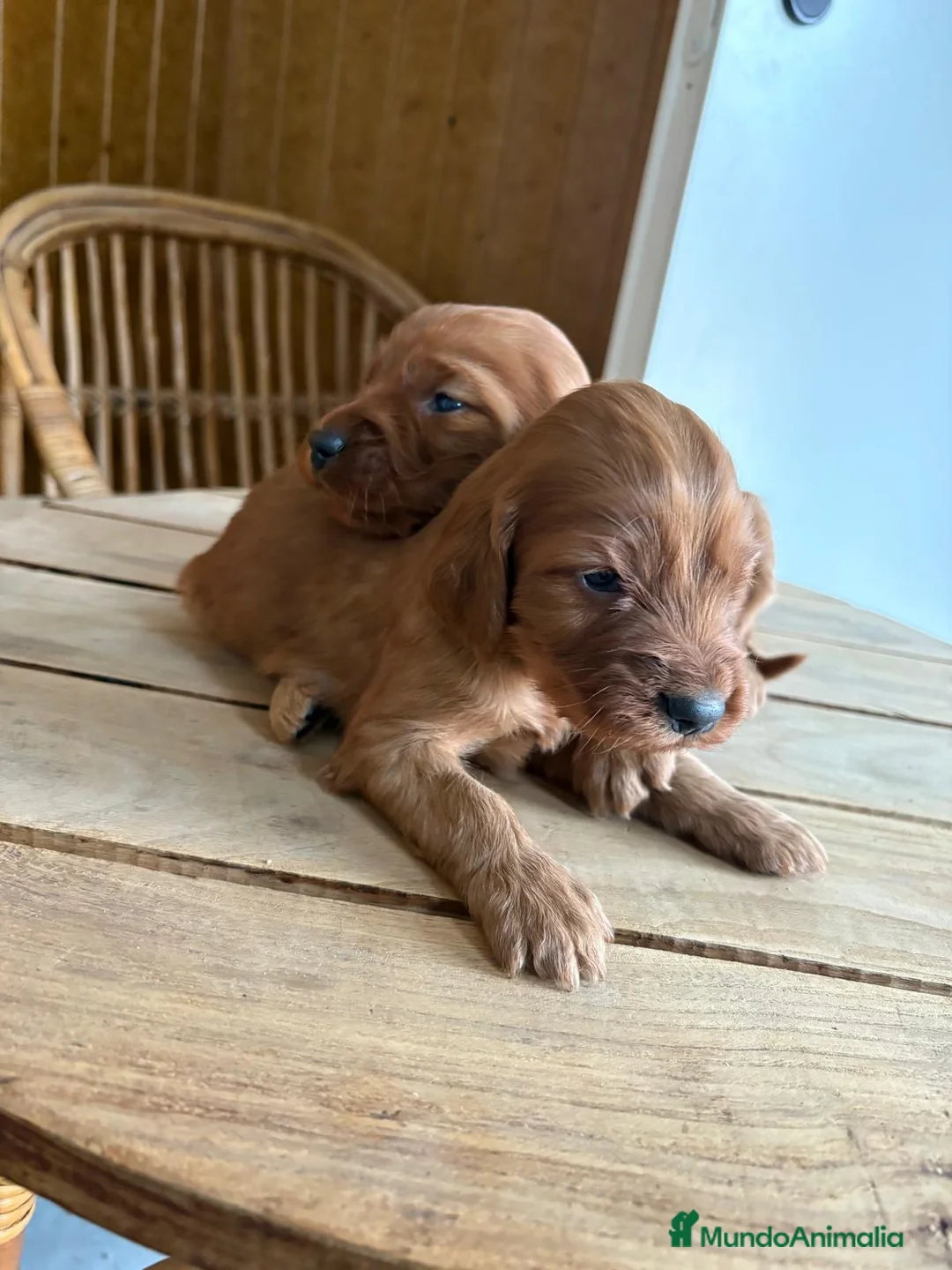 Setter Irlandés Rojo perros en venta: Camadas de Setter irlandes - Anuncio 2
