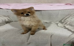Pomerania perros en venta: Pomeranias machos 6 meses - Anuncio 4