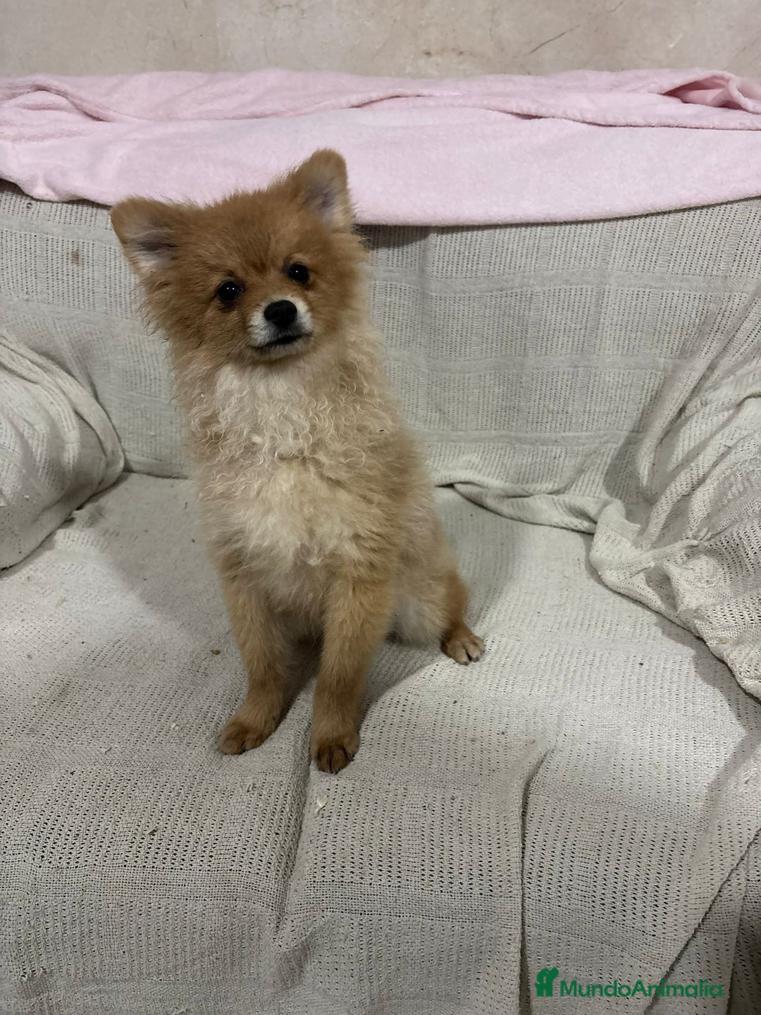 Pomerania perros en venta: Pomeranias machos 6 meses - Anuncio 4
