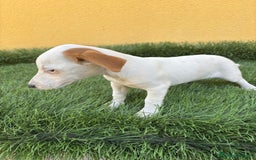 Jack Russell Terrier perros en venta: web milcachorros.es - Imagen 3