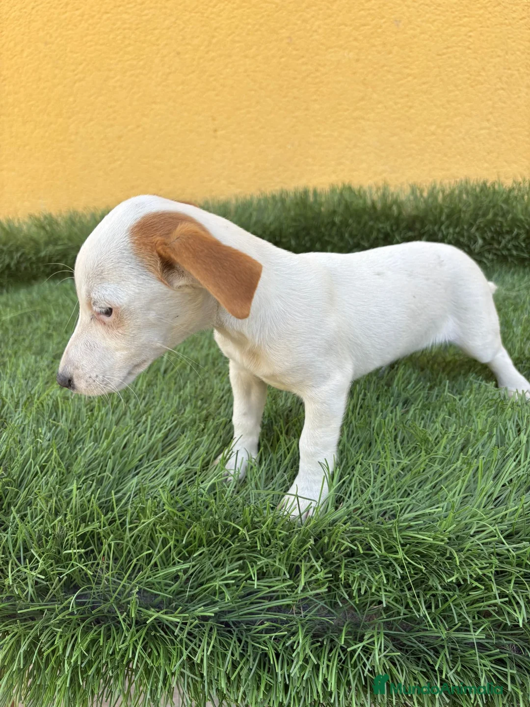 Jack Russell Terrier perros en venta: web milcachorros.es - Anuncio 3