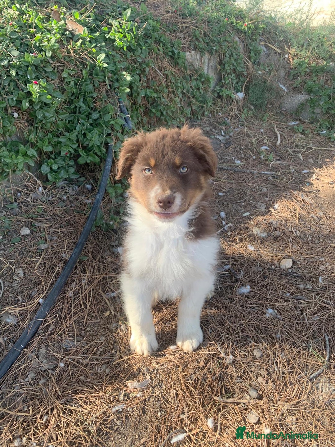 Pastor Australiano perros en venta: PASTOR AUSTRALIANO - Anuncio 7