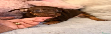 Pinscher Miniatura 1