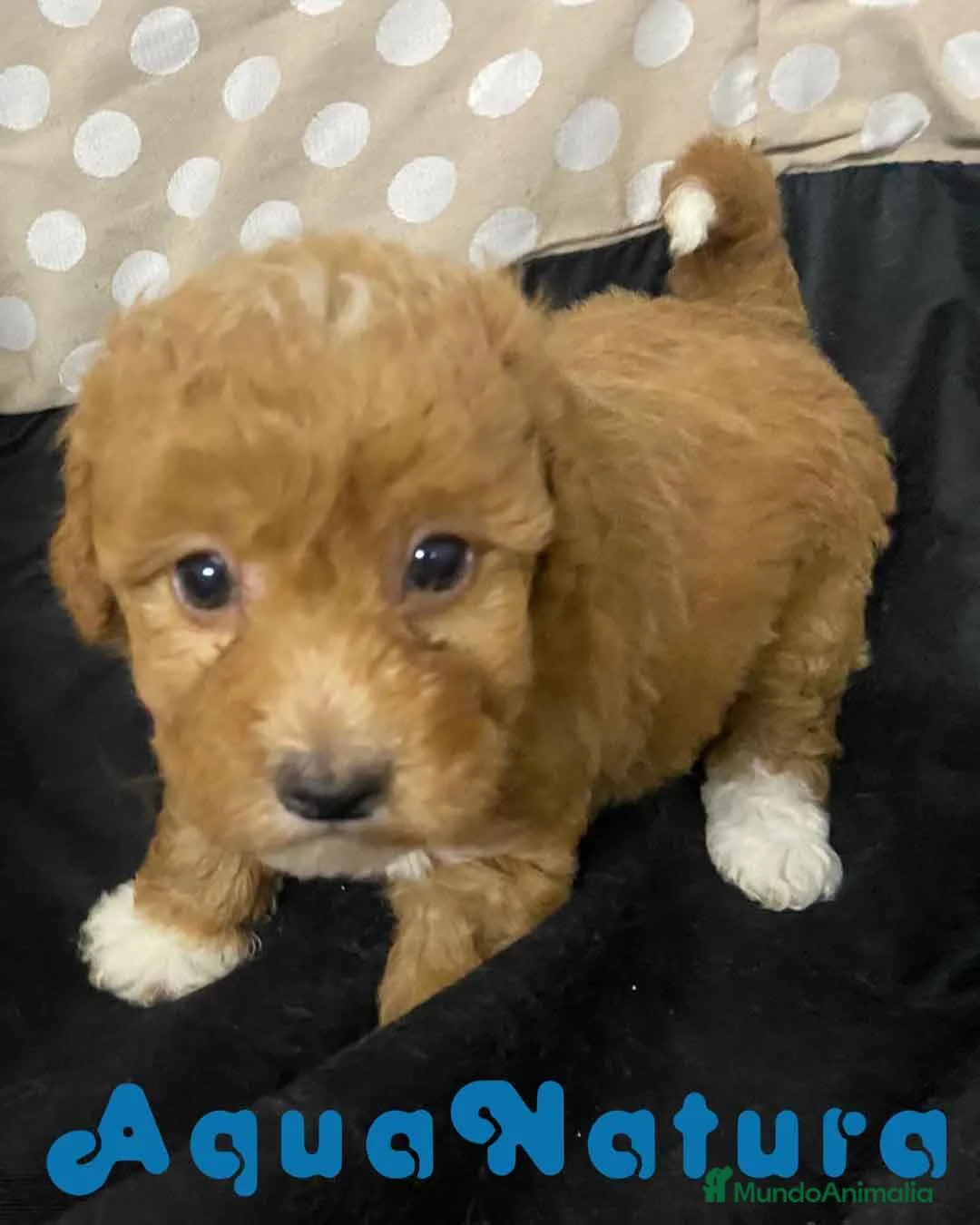 Havapoo perros en venta: Havapoo Hembra 3 de Locaty y Can AQUANATURA - Anuncio 5