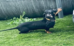 Teckel perros en venta: Cachorritos salchichas miniaturas - Imagen 4