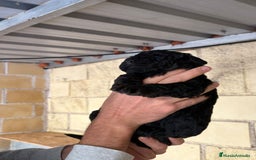 Perro de Agua Español perros en venta: Cachorritos perro de aguas español - Imagen 5
