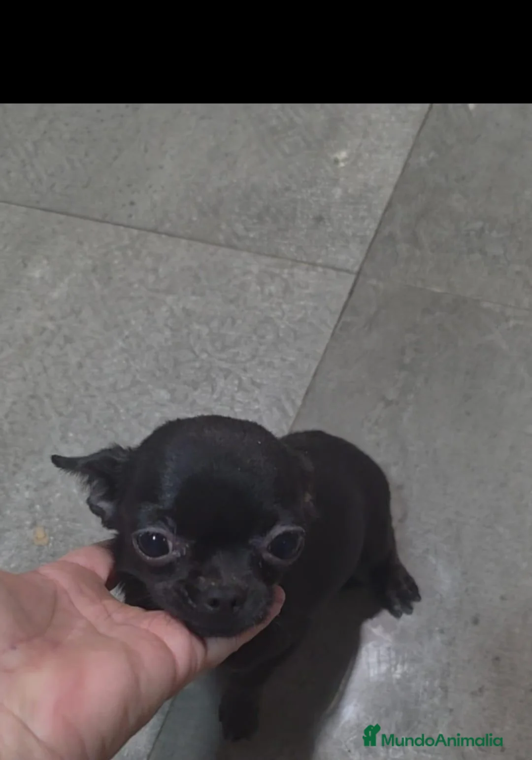 Chihuahua perros en venta: Hembra chihuahua miniatura 💎 - Anuncio 2