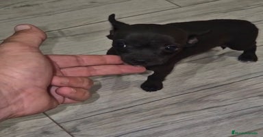 Chihuahua perros - Anuncio 7