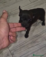 Chihuahua perros - Anuncio 2