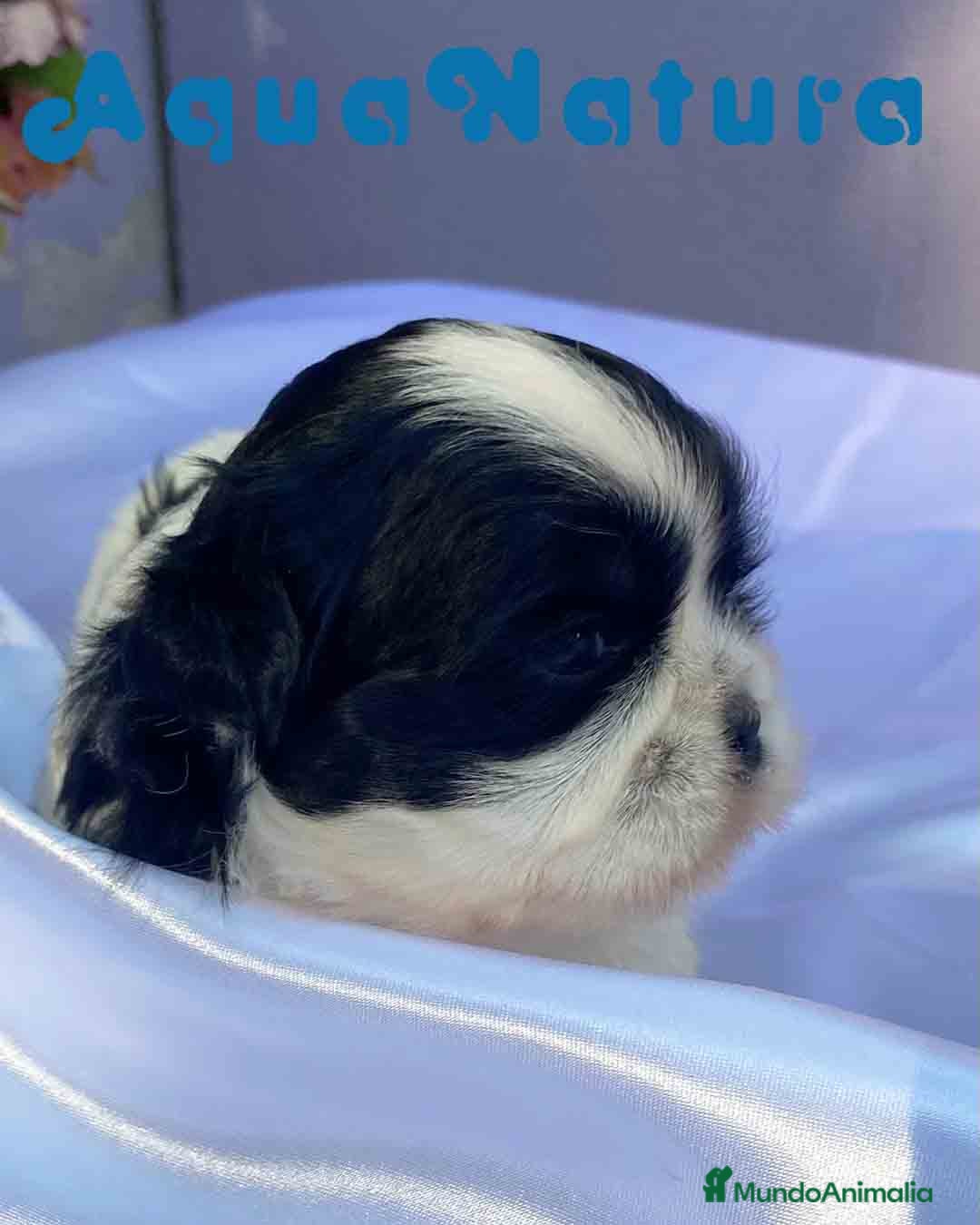 Shih Tzu perros Shih Tzu Hembra de Agata y Newman AQUANATURA - Anuncio 2