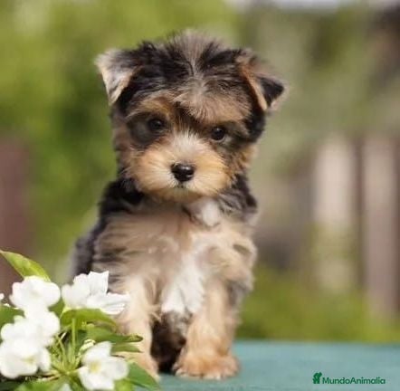 Yorkshire Terrier perros Preciosas Cachorras Morky - Anuncio 16