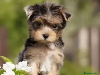 Yorkshire Terrier perros Preciosas Cachorras Morky - Anuncio 16