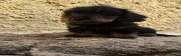 Teckel Miniatura perros en venta: Teckel Mini  - Anuncio 2