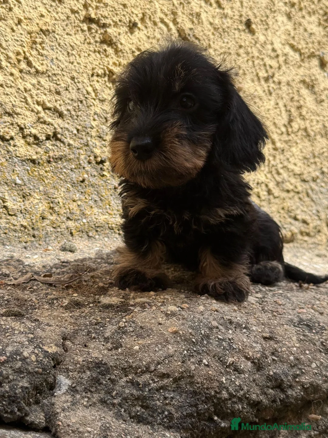 Teckel Miniatura perros en venta: Teckel Mini  - Anuncio 2