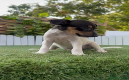 Ratonero Bodeguero Andaluz perros en venta: BODEGUERO ANDALUZ - Imagen 16