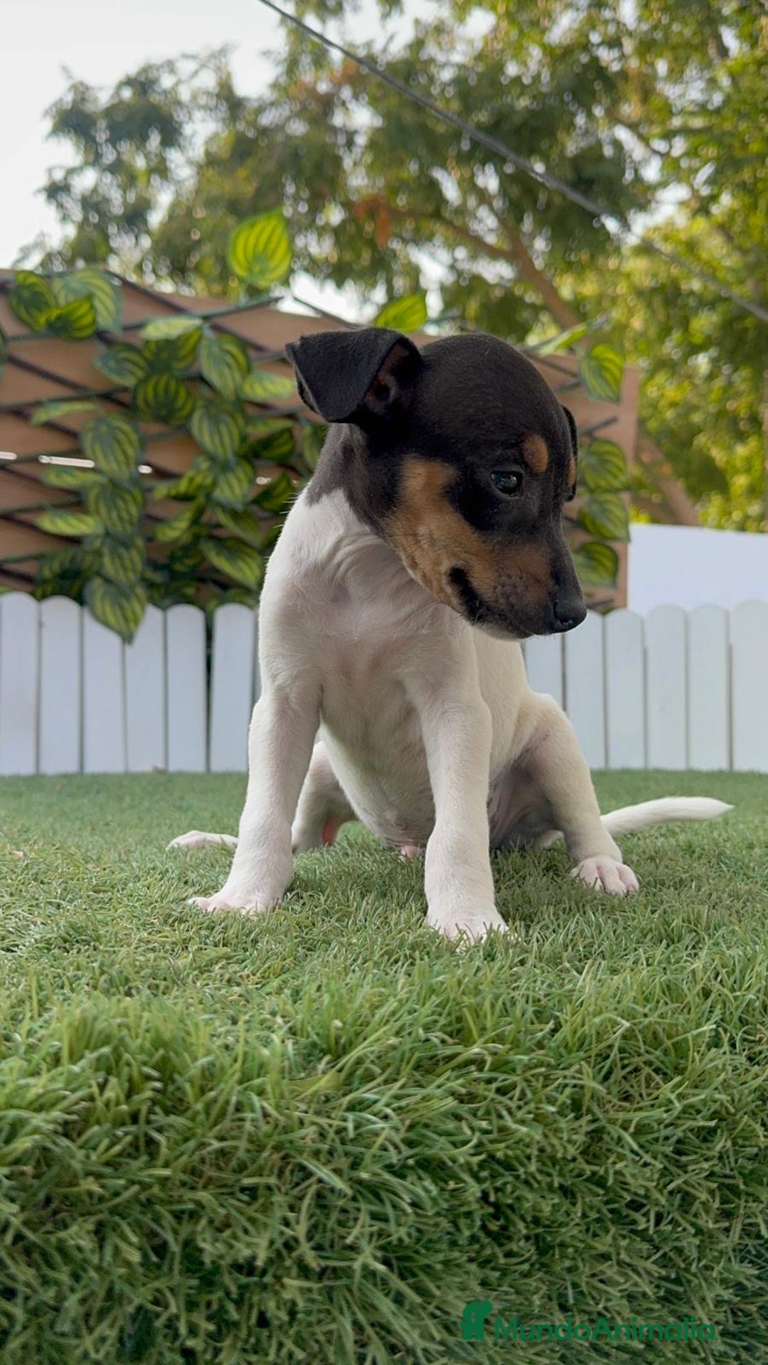 Ratonero Bodeguero Andaluz perros en venta: BODEGUERO ANDALUZ - Imagen 16