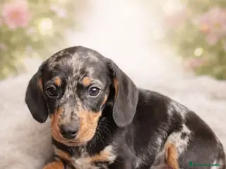 Teckel Miniatura perros PRECIOSO CACHORRO TECKEL - Anuncio 6