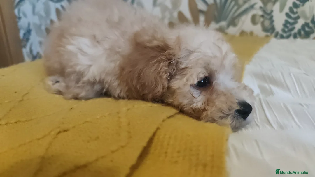 Caniche Toy perros en venta: Espectaculares Toy chiquitos para entregar en Barcelona - Anuncio 2