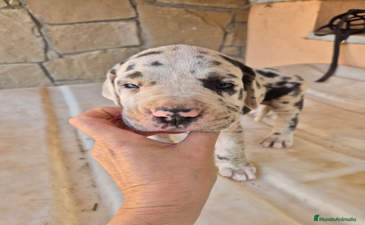 Dogo Alemán perros - Anuncio 1