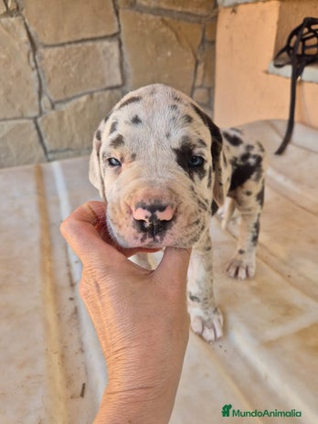 Dogo Alemán perros - Anuncio 3