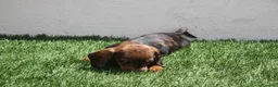 Teckel Miniatura perros en venta: Teckel Miniatura  - Anuncio 4
