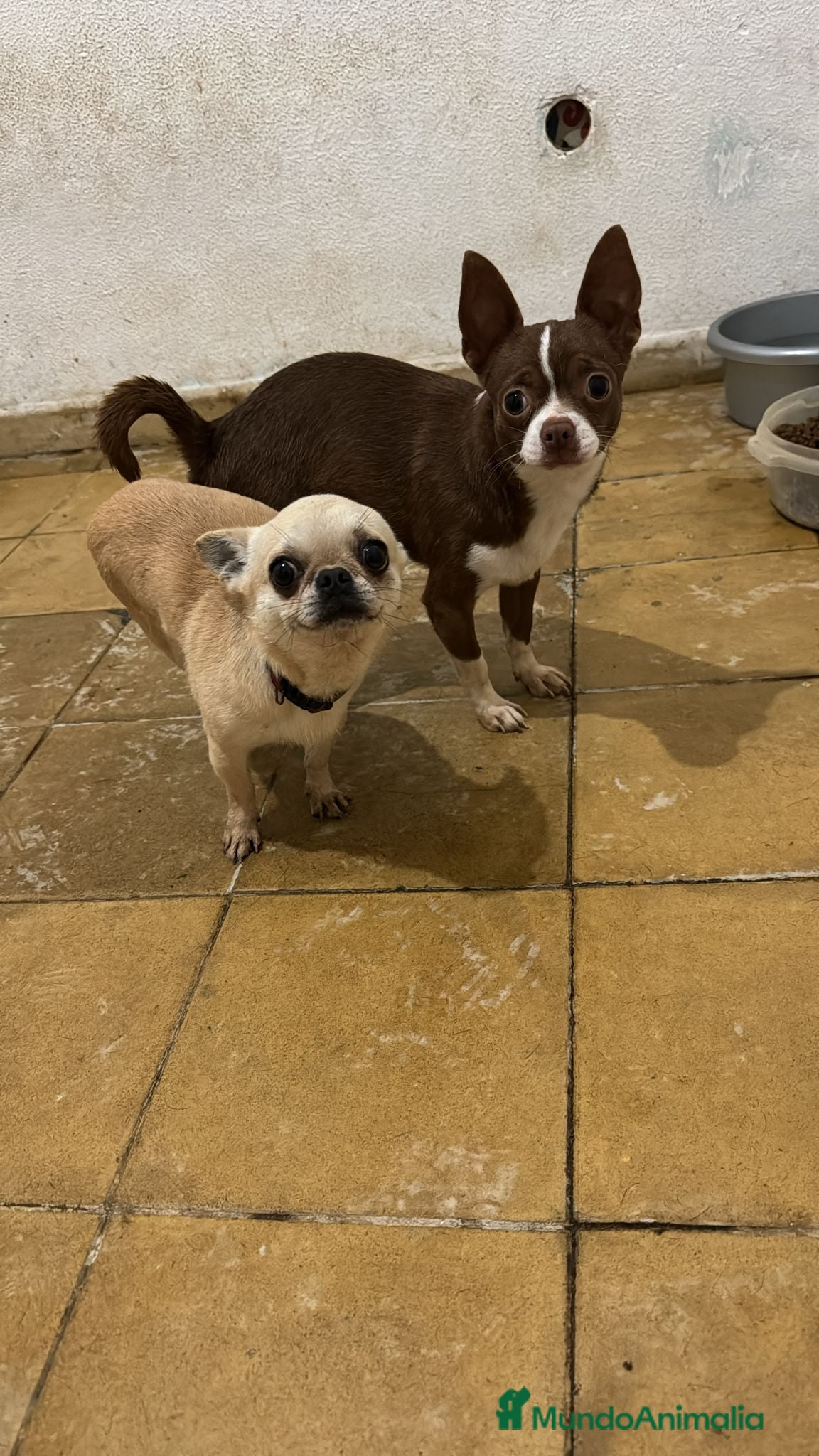 Chihuahua perros en venta: Chihuahua  mini toy  - Anuncio 2