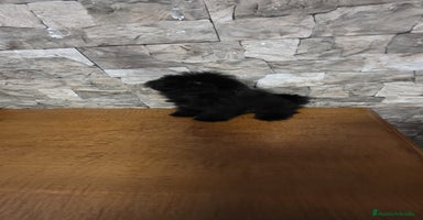Caniche Toy perros - Anuncio 2