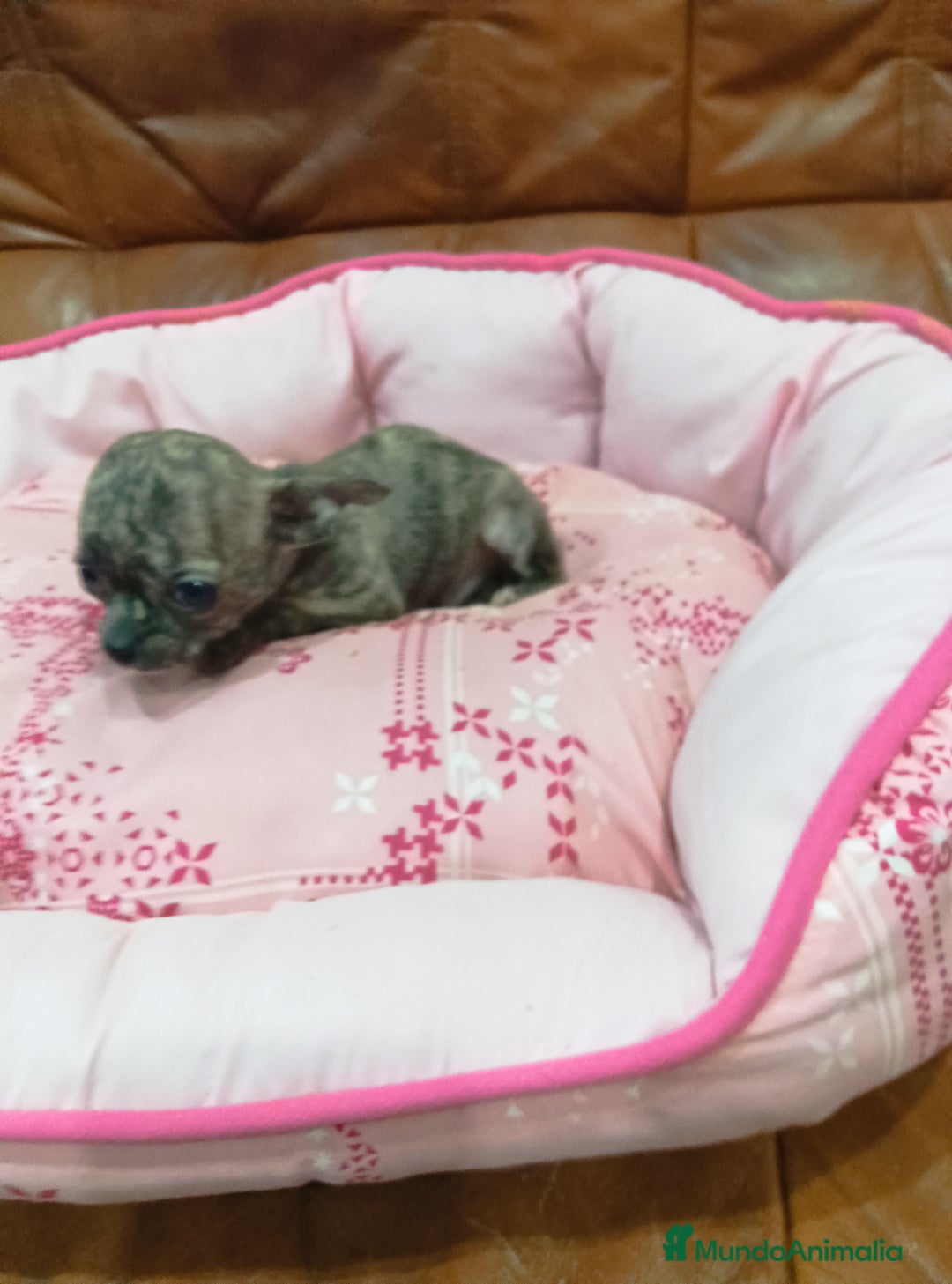 Chihuahua perros en venta: Chihuahua toy - Anuncio 1