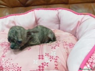 Chihuahua perros Chihuahua toy - Anuncio 27