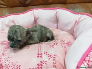 Chihuahua perros en venta: Chihuahua toy - Anuncio 3
