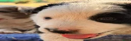 Border Collie perros en venta: Border Collie - Anuncio 8