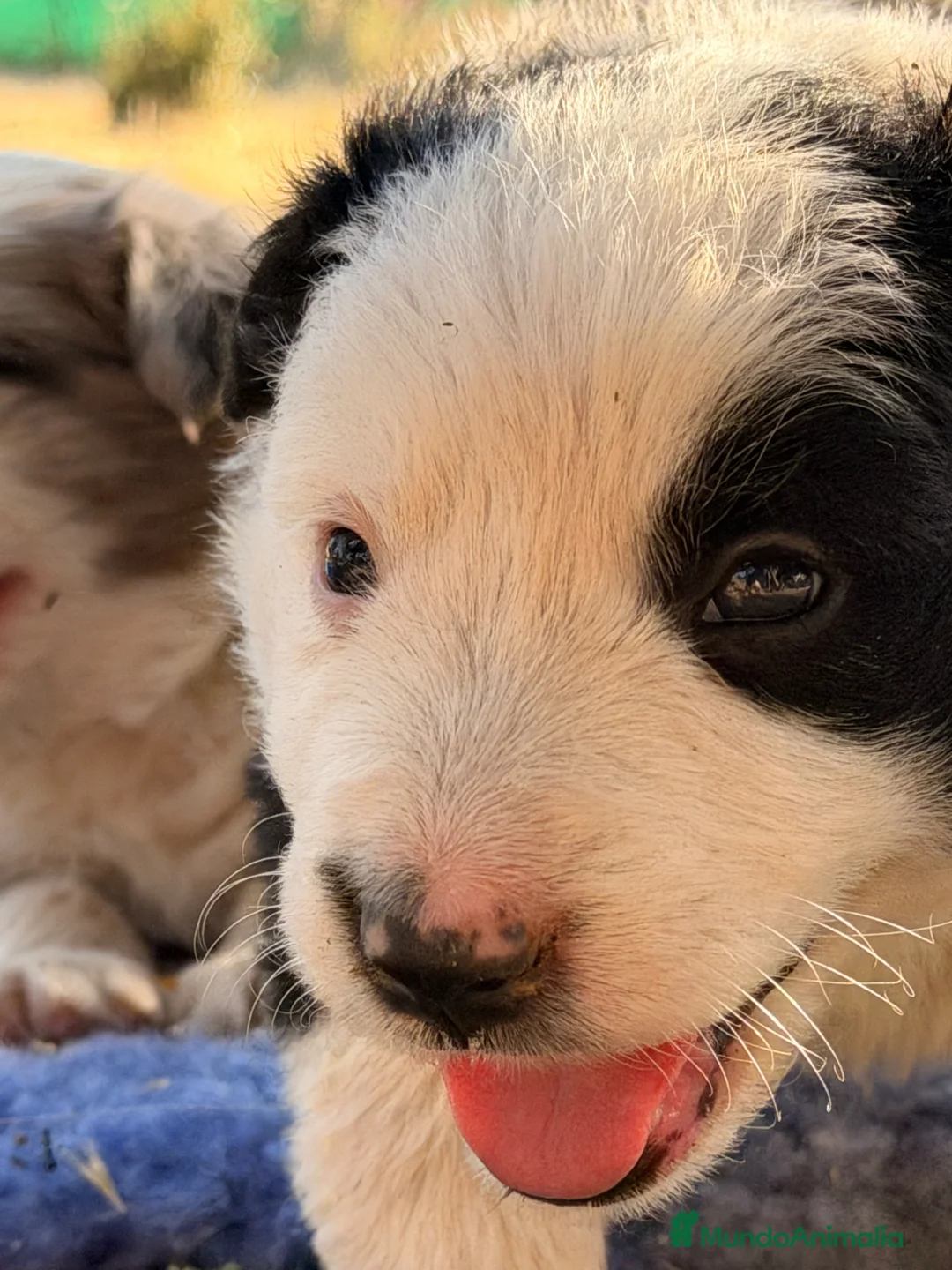 Border Collie perros en venta: Border Collie - Anuncio 8