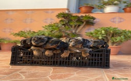 Teckel perros en venta: Hembra de Teke arlequín  - Anuncio 1