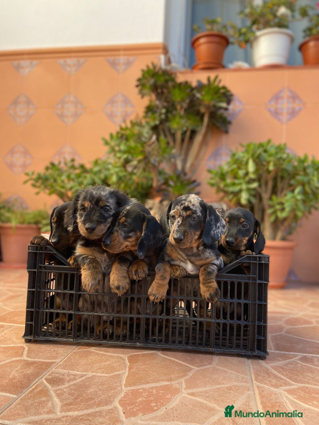 Teckel perros en venta: Hembra de Teke arlequín  - Anuncio 1