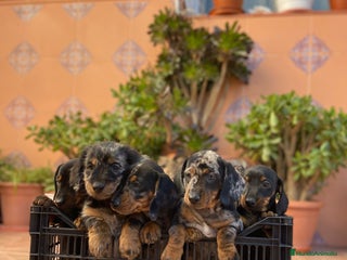 Teckel perros Hembra de Teke arlequín - Anuncio 1