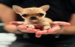 Chihuahua perros en venta: Chihuahua microtoy  - Imagen 3