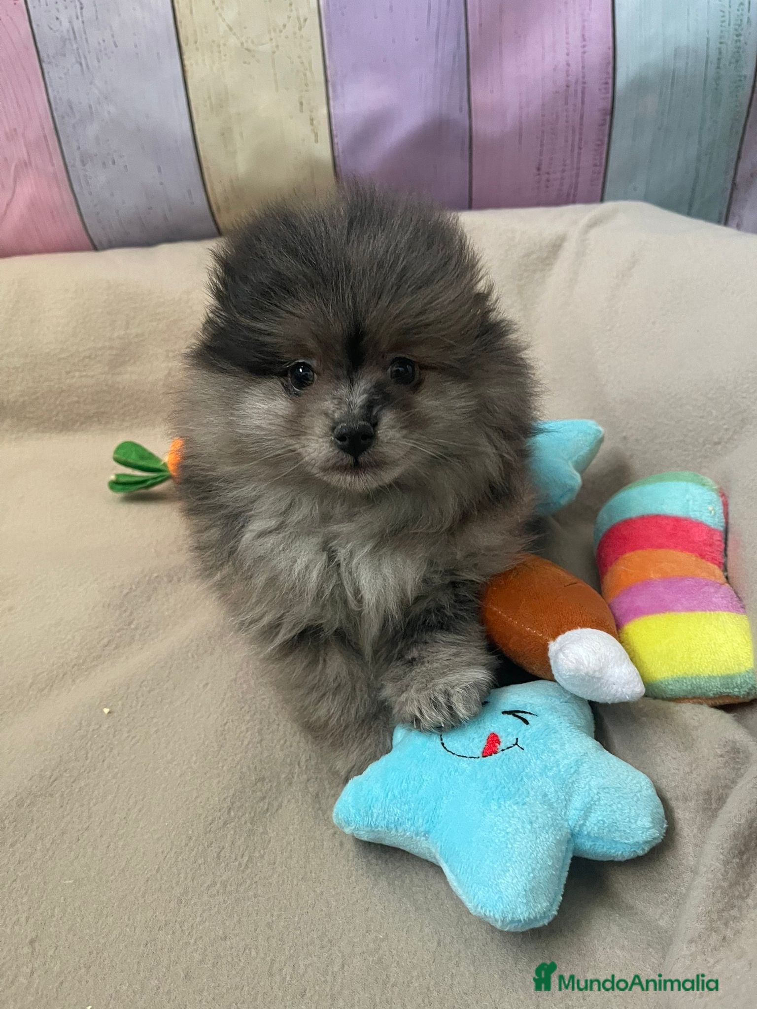 Pomerania perros Pomerania Merle hembra !!! - Anuncio 3