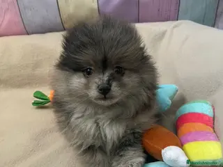 Pomerania perros Pomerania Merle hembra !!! - Anuncio 5