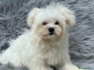 Bichón Maltés perros - Anuncio 28