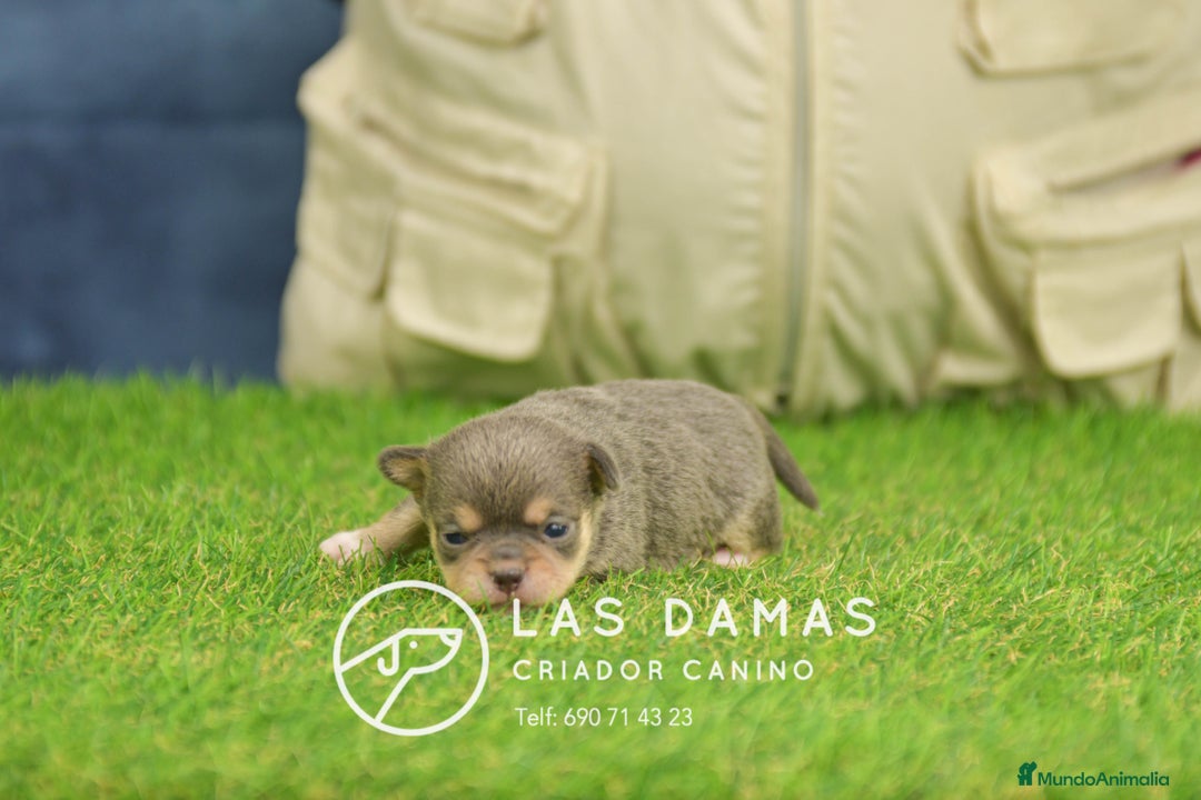 Chihuahua perros en venta: Chihuahuas disponibles - Anuncio 4