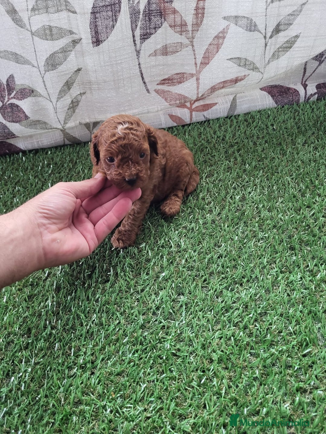 Raza Mixta perros en venta: Caniches - Imagen 7