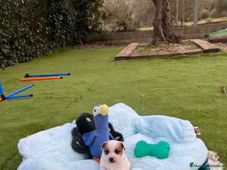 Jack Russell Terrier perros Jack bebé 🐣 - Anuncio 1