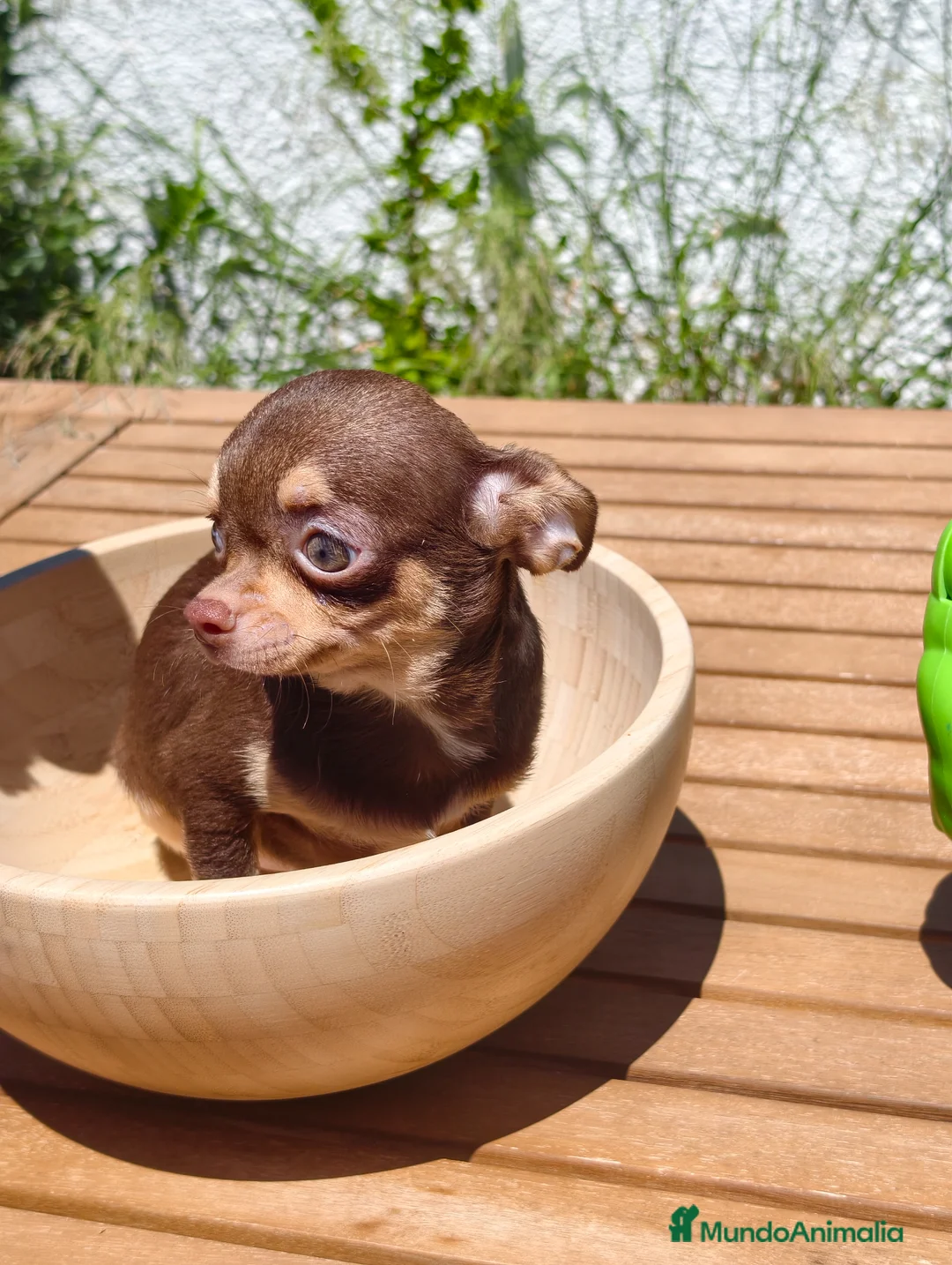Chihuahua perros en venta: Chihuahua bicolor macho - Anuncio 10