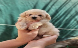 Caniche Toy perros en venta: Caniche tea cup y toy - Imagen 5