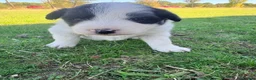 Border Collie perros en venta: Border collie - Anuncio 18