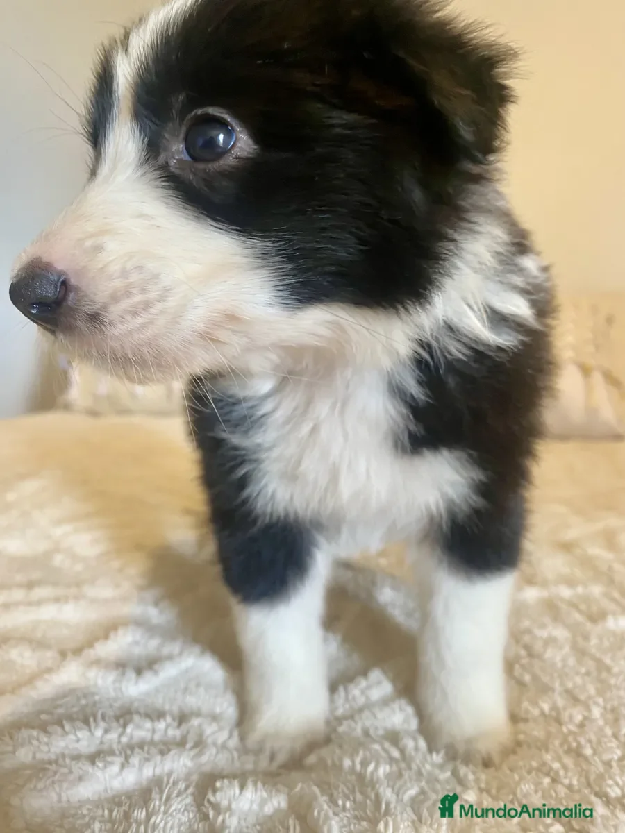 Border Collie perros BORDER COLLIE PUPPY ( ENVIO GRATIS )  - Anuncio 1