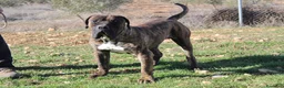Presa Canario perros para monta: Presa canario - Anuncio 6