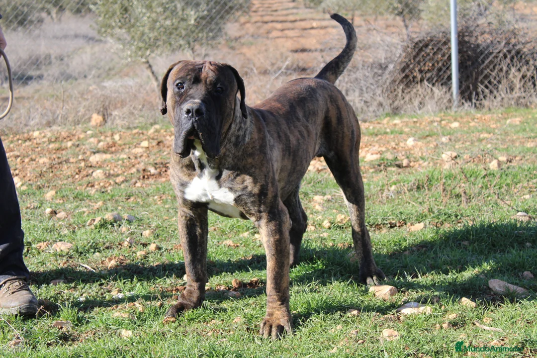Presa Canario perros para monta: Presa canario - Anuncio 6